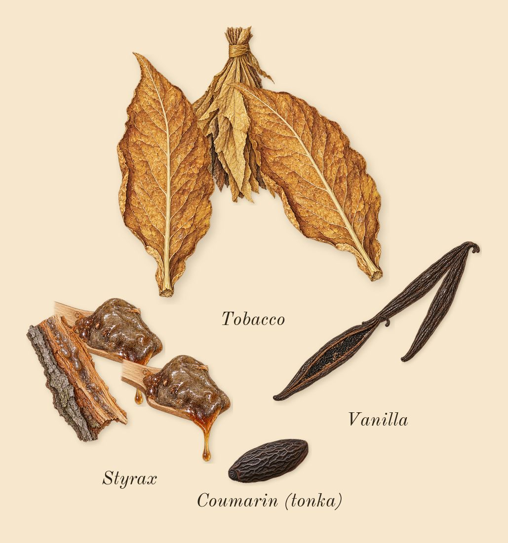 Replica Jazz Club, dry-down: Styrax, Tobacco, Vanilla, Coumarin (tonka)