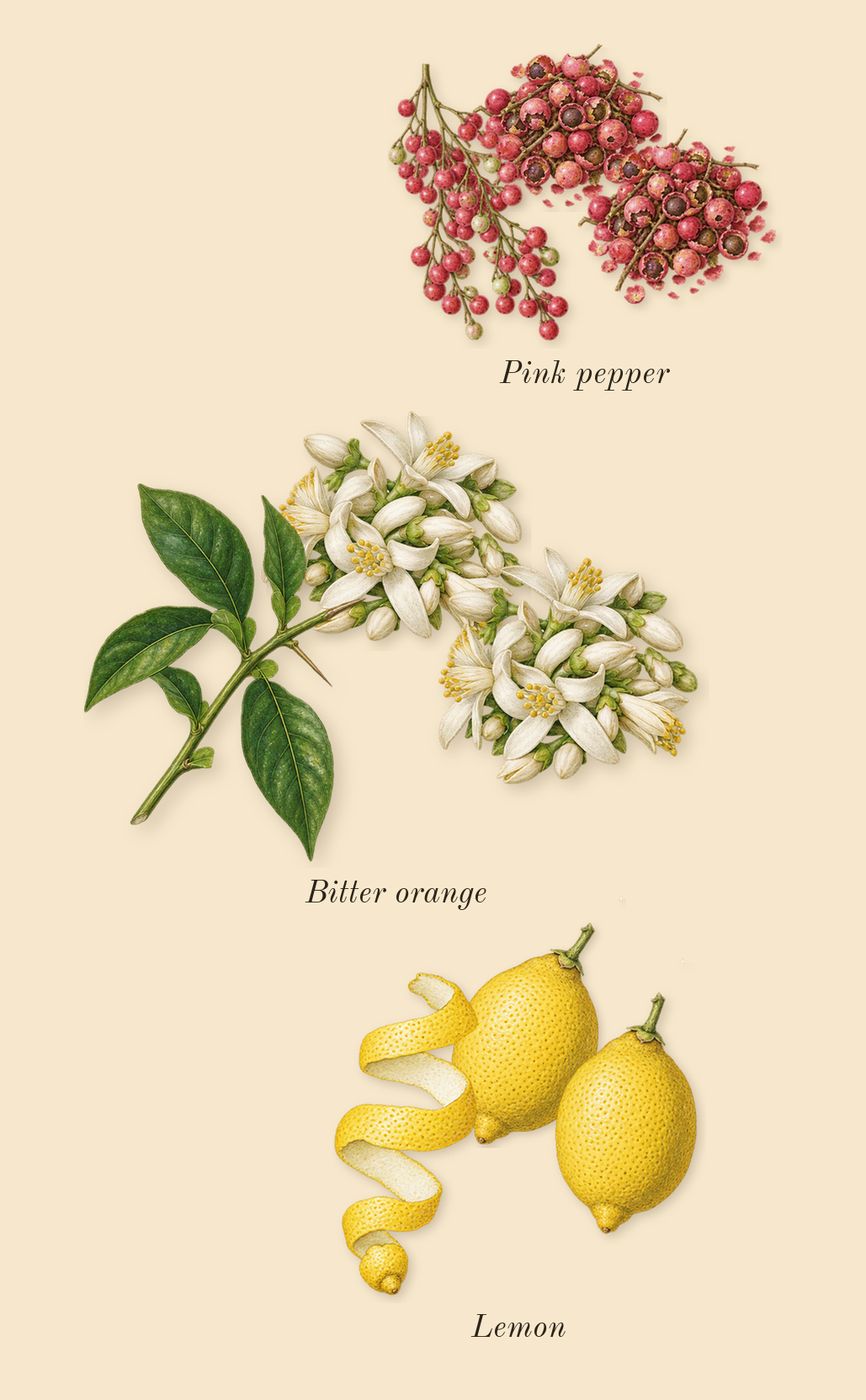 Replica Jazz Club, top notes: Pink pepper, Lemon, Bitter orange