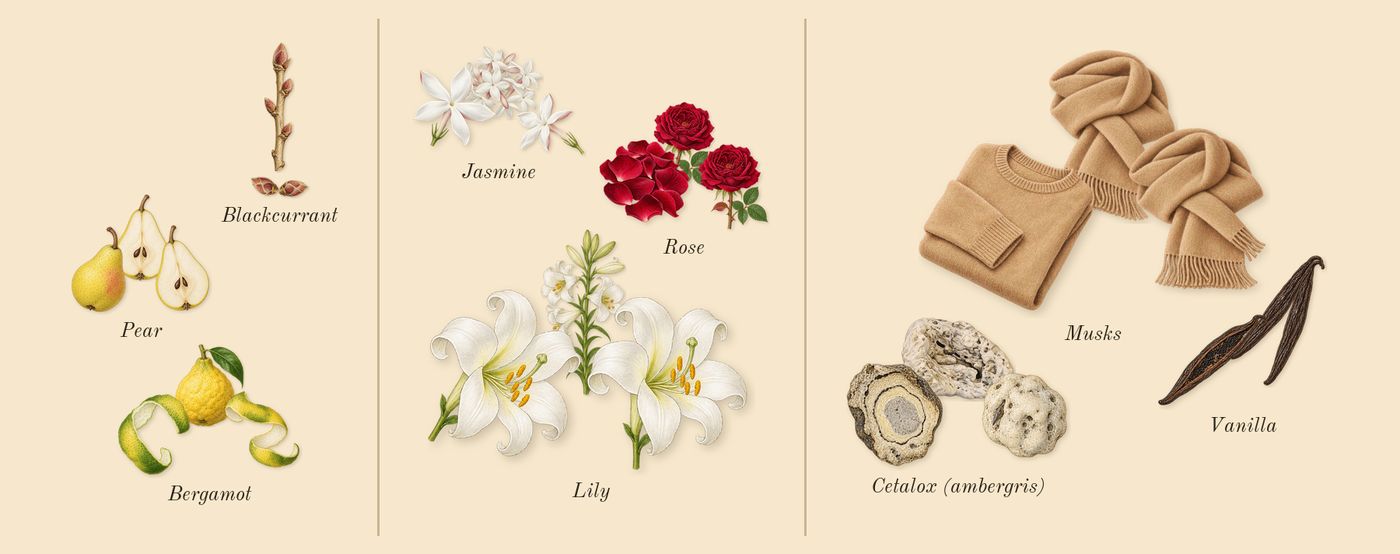 Replica Springtime in a Park’s scent picture, a draft: pear, bergamot, blackcurrant, lily, jasmine, rose drawn so far; dashed outlines where nothing is drawn yet