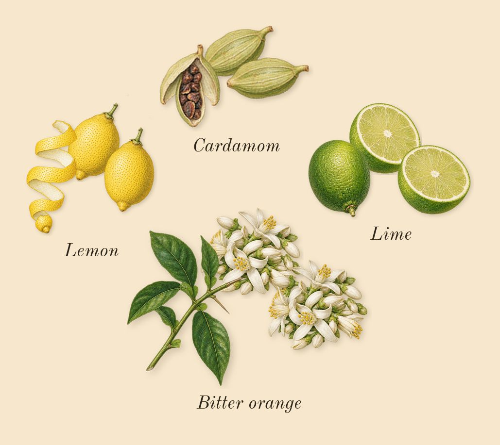Replica Under the Lemon Trees, top notes: Lime, Bitter orange, Cardamom, Lemon