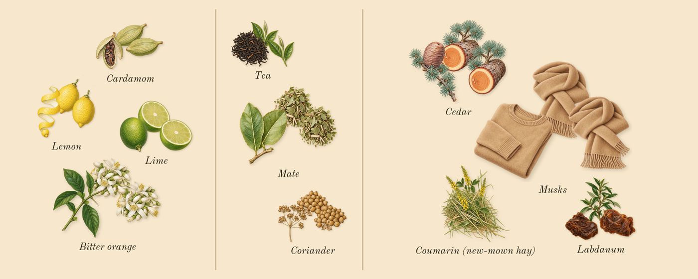 Replica Under the Lemon Trees’s scent picture, a draft: lime, bitter orange, cardamom, coriander, mate, tea drawn so far; dashed outlines where nothing is drawn yet