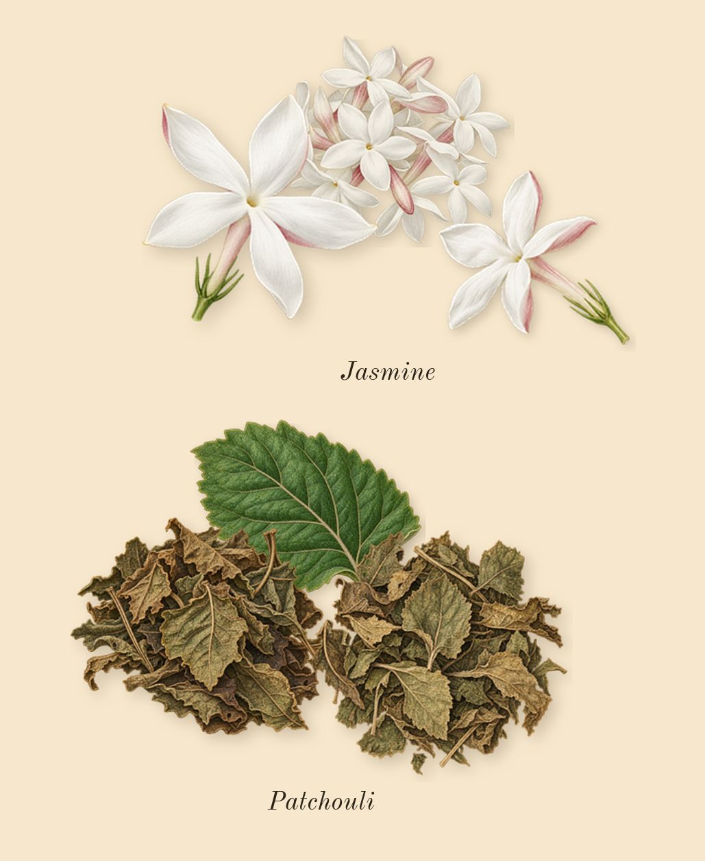 Cedrat Boise, heart: Jasmine, Patchouli