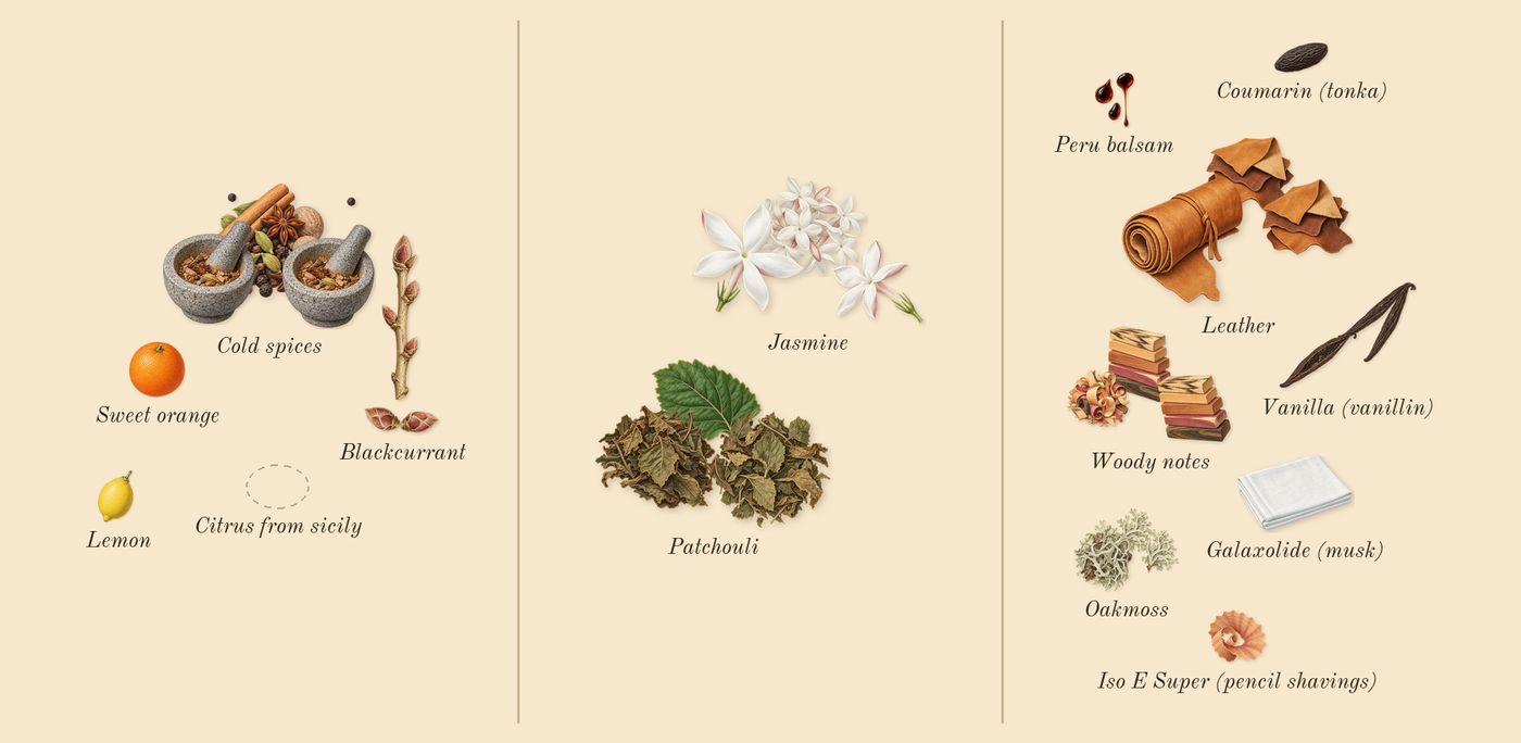 Cedrat Boise’s scent picture, a draft: blackcurrant, cold spices, jasmine, patchouli, woody notes, leather drawn so far; dashed outlines where nothing is drawn yet