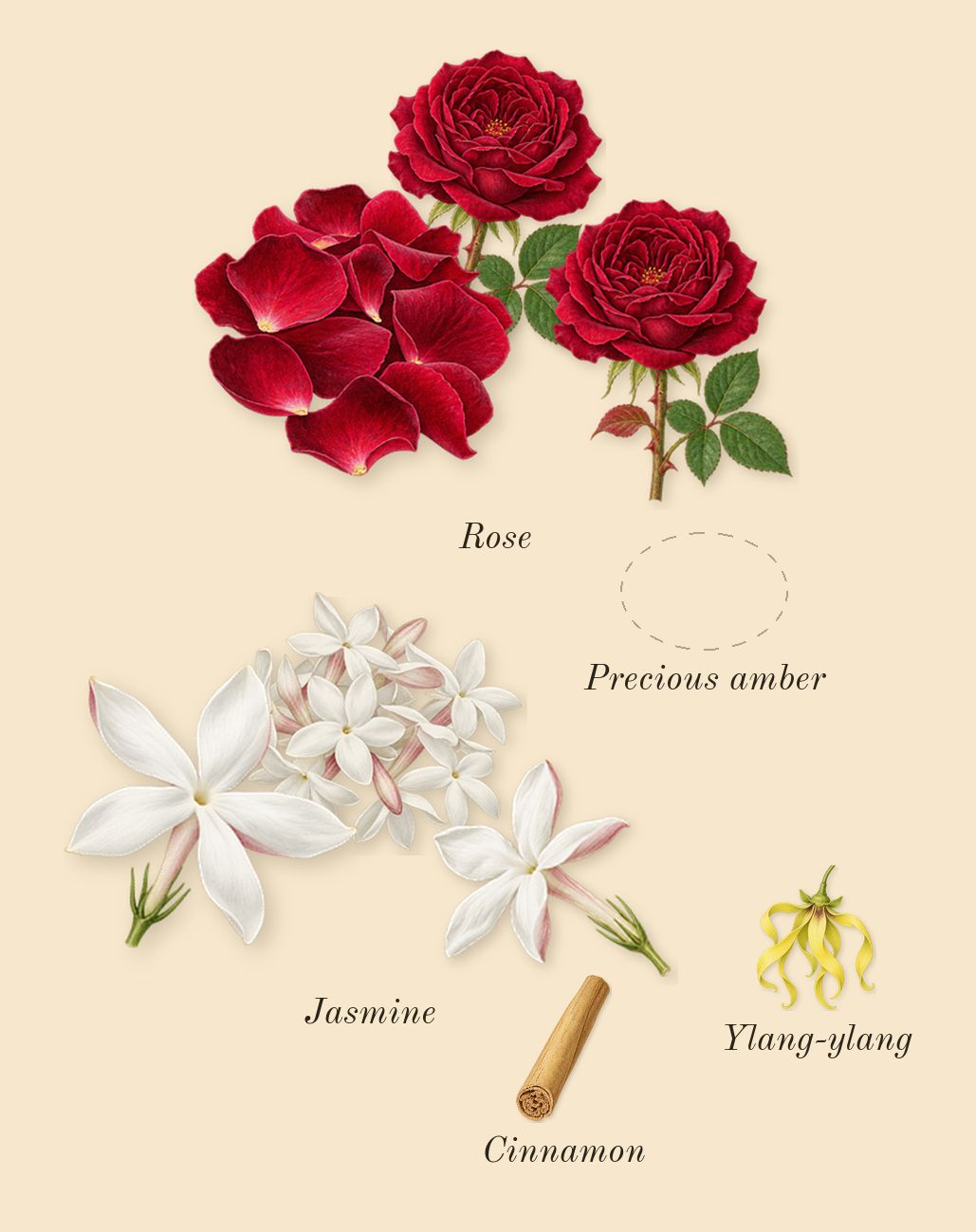 Instant Crush, heart: Rose, Jasmine, Precious amber, Cinnamon, Ylang-ylang