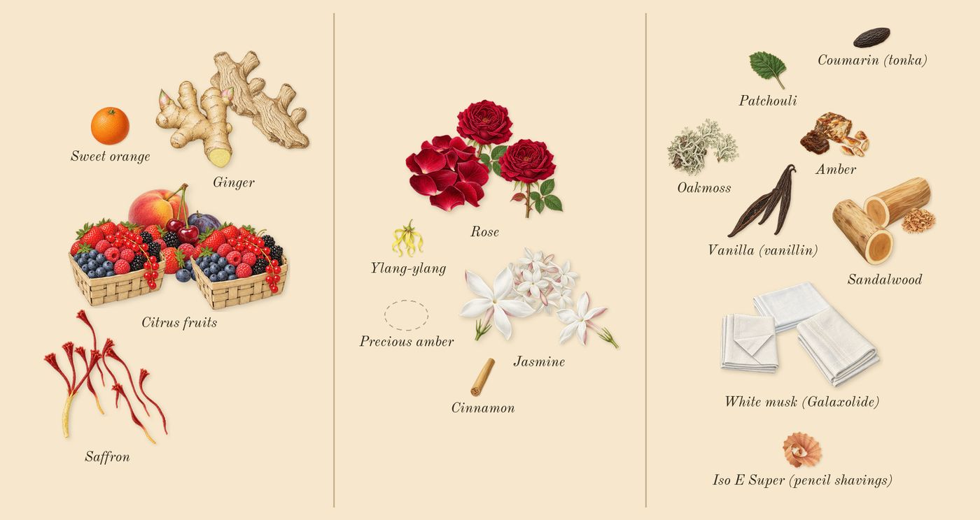 Instant Crush’s scent picture, a draft: citrus fruits, saffron, ginger, rose, jasmine, sandalwood drawn so far; dashed outlines where nothing is drawn yet