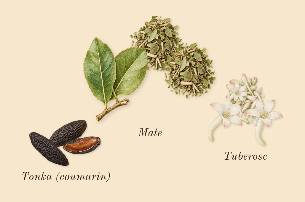 Aldebaran, dry-down: Tuberose, Mate, Tonka (coumarin)