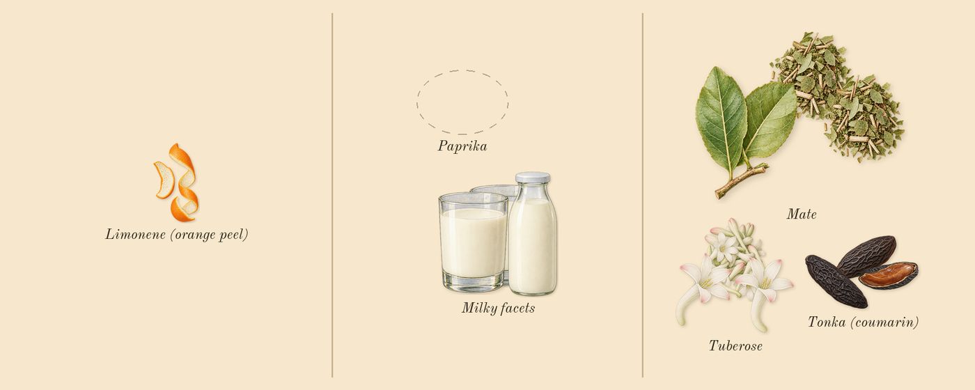 Aldebaran’s scent picture, a draft: tuberose, mate, tonka (coumarin), milky facets, limonene (orange peel) drawn so far; dashed outlines where nothing is drawn yet