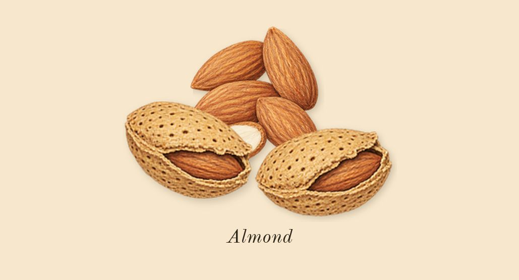 Encelade, top notes: Almond