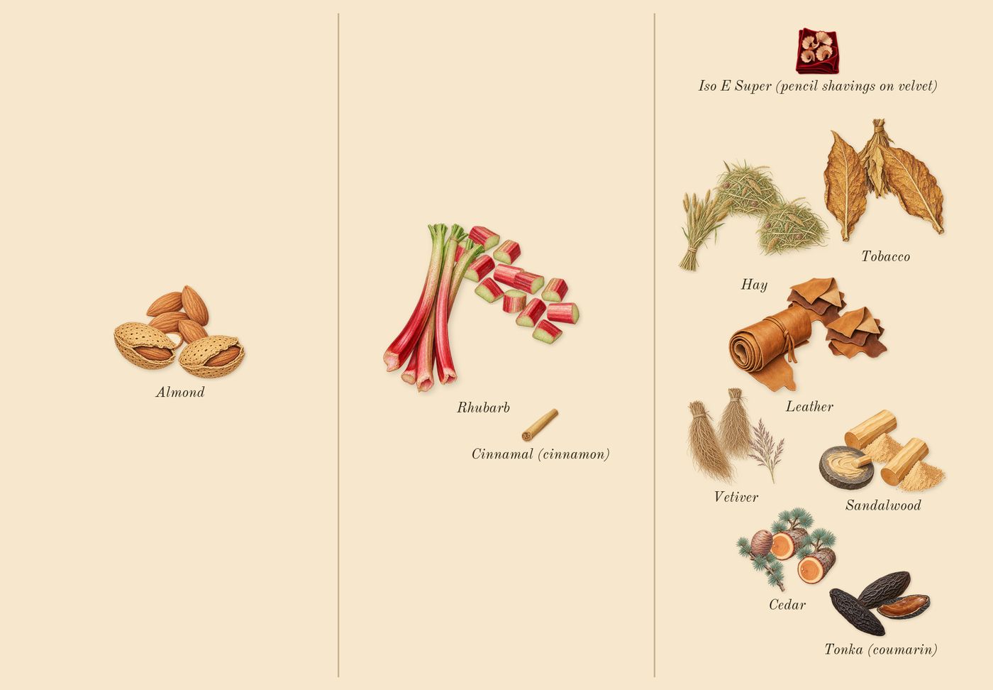 Encelade’s scent picture, a draft: rhubarb, cedar, vetiver, leather, tonka (coumarin), sandalwood drawn so far; dashed outlines where nothing is drawn yet