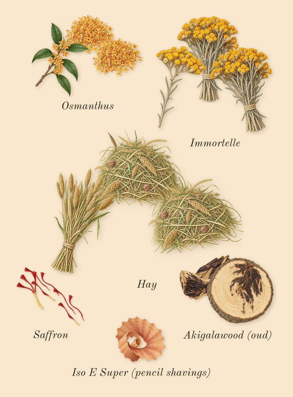 Ganymede, dry-down: Osmanthus, Akigalawood (oud), Immortelle, Saffron, Hay, Iso E Super (pencil shavings)