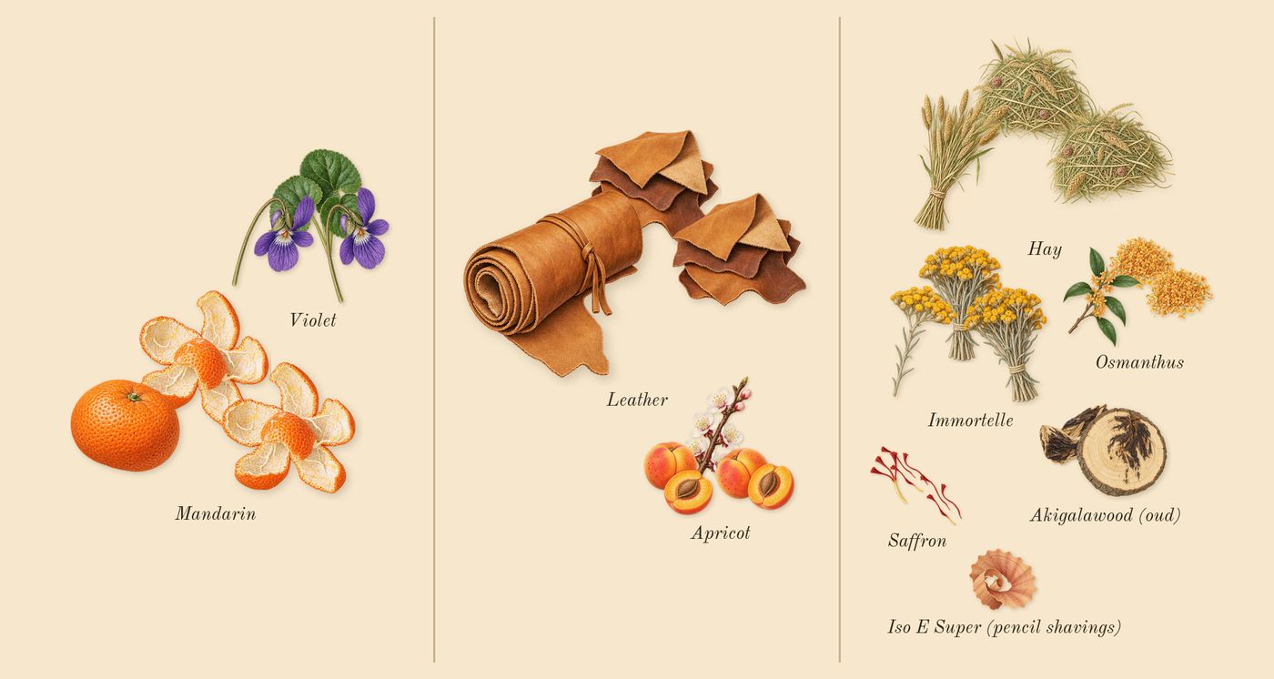 Ganymede’s scent picture, a draft: mandarin, osmanthus, leather, akigalawood (oud), immortelle, apricot drawn so far; dashed outlines where nothing is drawn yet