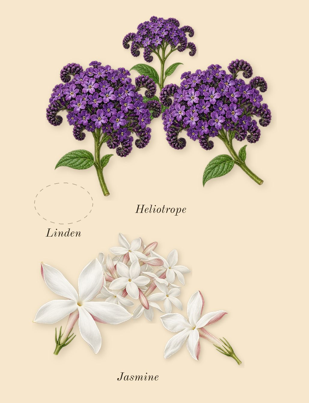 Tilia, heart: Linden, Jasmine, Heliotrope