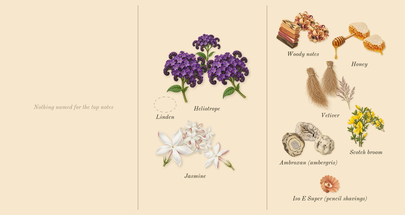 Tilia’s scent picture, a draft: scotch broom, jasmine, vetiver, heliotrope, woody notes, ambroxan (ambergris) drawn so far; dashed outlines where nothing is drawn yet