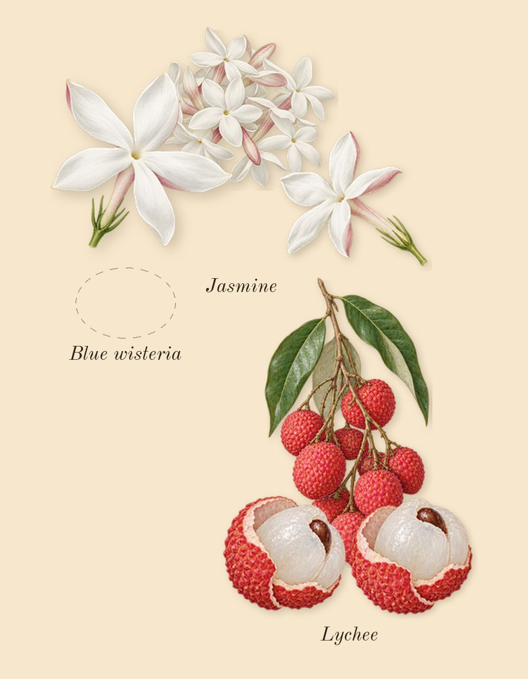 Daisy Dream, heart: Jasmine, Lychee, Blue wisteria