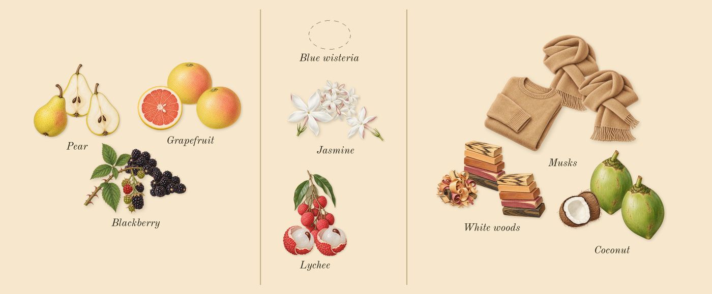 Daisy Dream’s scent picture, a draft: blackberry, grapefruit, pear, jasmine, lychee, white woods drawn so far; dashed outlines where nothing is drawn yet