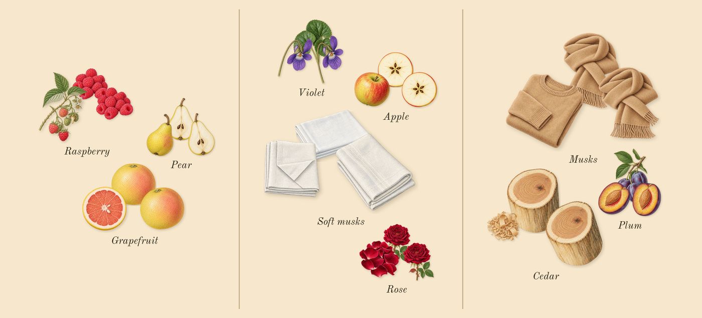 Daisy Eau So Fresh’s scent picture, a draft: raspberry, grapefruit, pear, violet, rose, apple drawn so far; dashed outlines where nothing is drawn yet