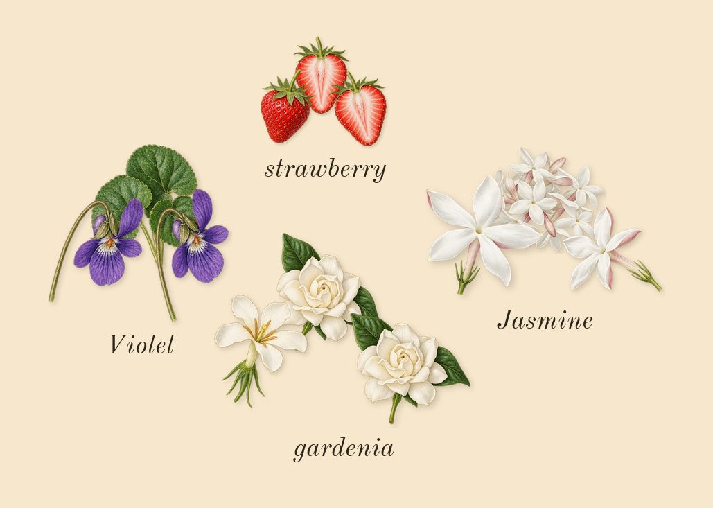 Daisy, heart: Violet, Jasmine, strawberry, gardenia