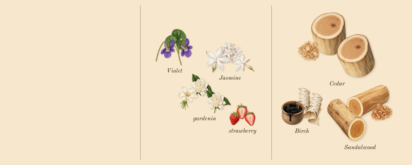 Daisy’s scent picture, a draft: violet, jasmine, sandalwood, strawberry, gardenia, birch drawn so far; dashed outlines where nothing is drawn yet