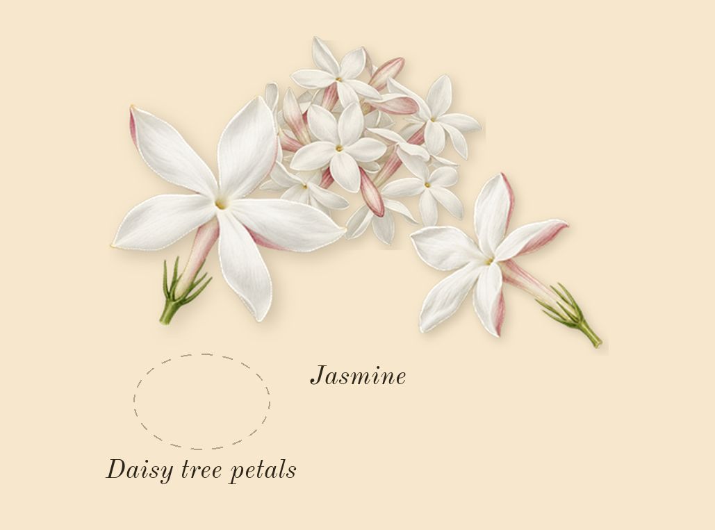 Daisy Love Eau So Sweet, heart: Daisy tree petals, Jasmine