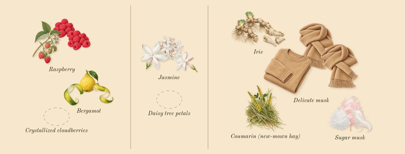 Daisy Love Eau So Sweet’s scent picture, a draft: raspberry, bergamot, jasmine, sugar musk, iris, delicate musk drawn so far; dashed outlines where nothing is drawn yet