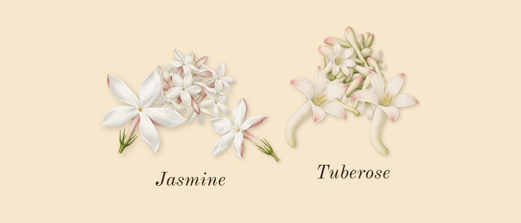 Daisy Wild Eau So Intense, heart: Jasmine, Tuberose