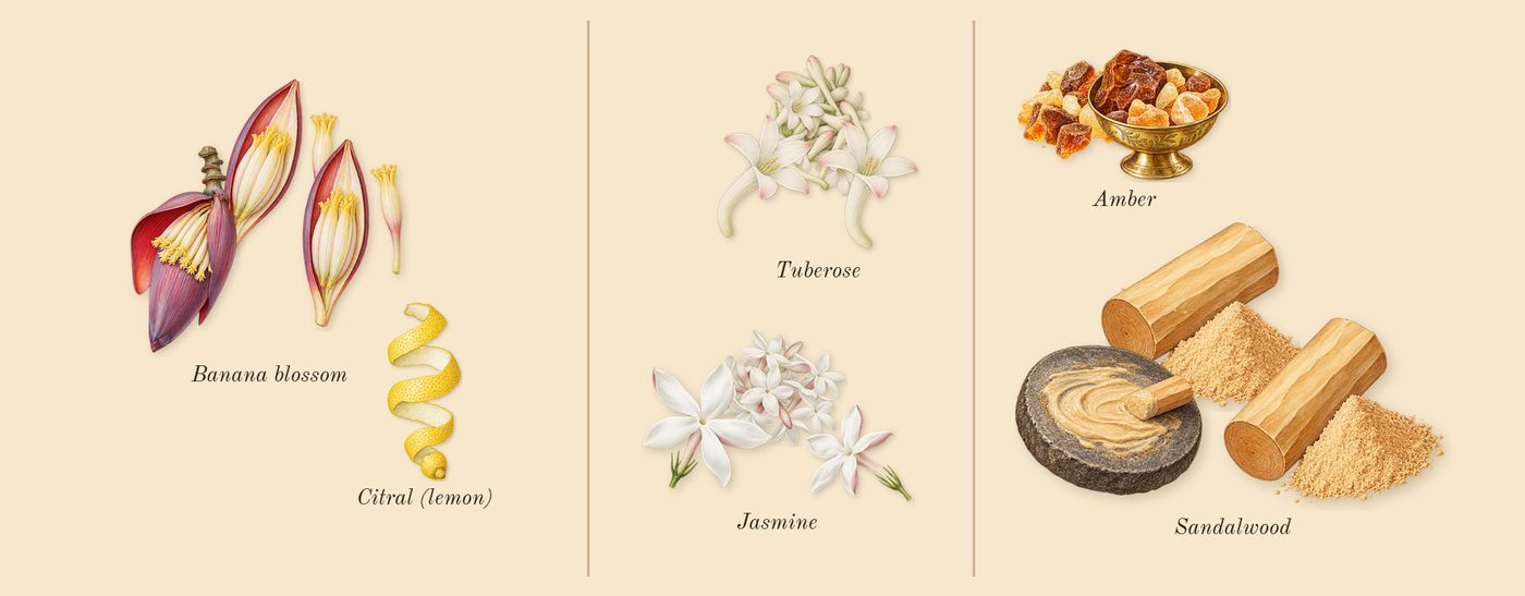 Daisy Wild Eau So Intense’s scent picture, a draft: banana blossom, jasmine, tuberose, amber, sandalwood, citral (lemon) drawn so far; dashed outlines where nothing is drawn yet