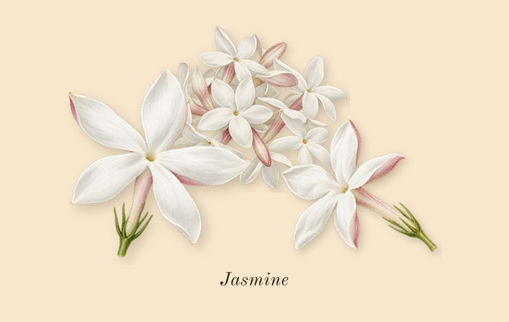 Daisy Wild, heart: Jasmine