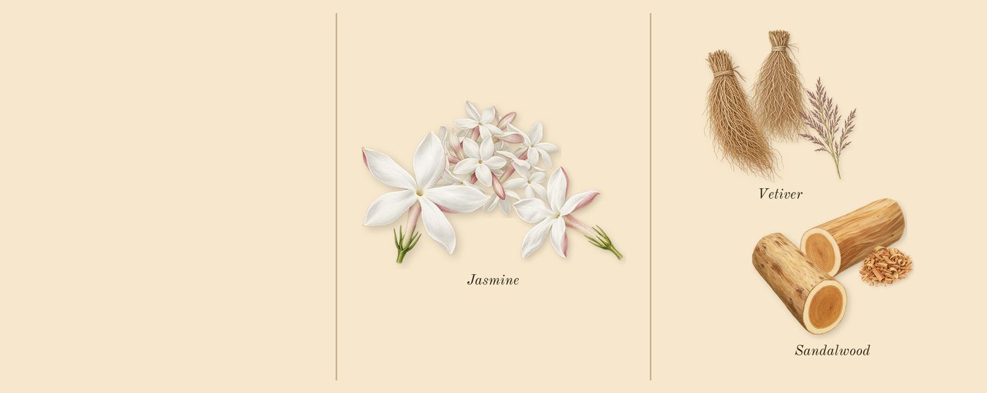 Daisy Wild’s scent picture, a draft: jasmine, sandalwood, vetiver drawn so far; dashed outlines where nothing is drawn yet