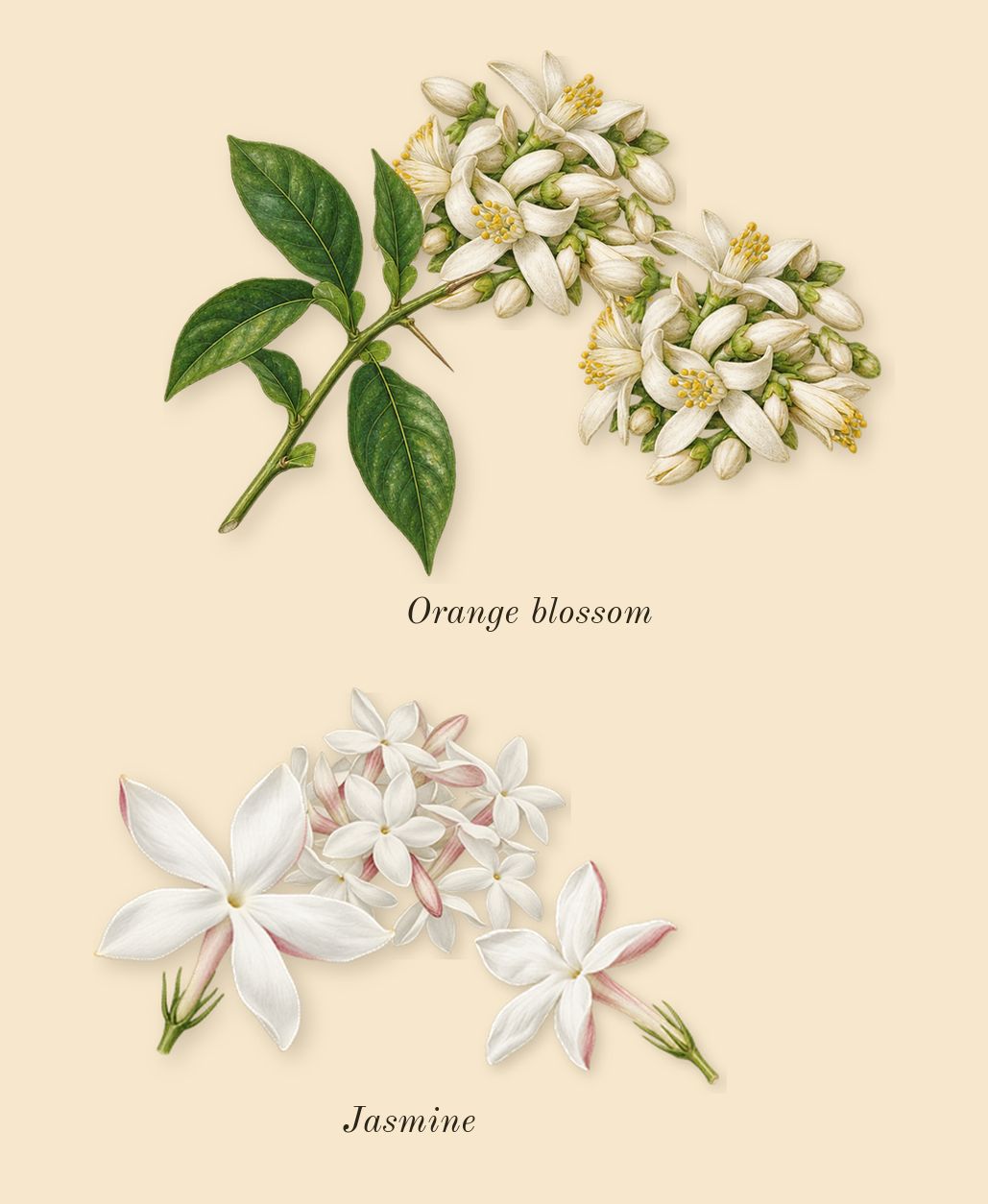 Dot, heart: Jasmine, Orange blossom