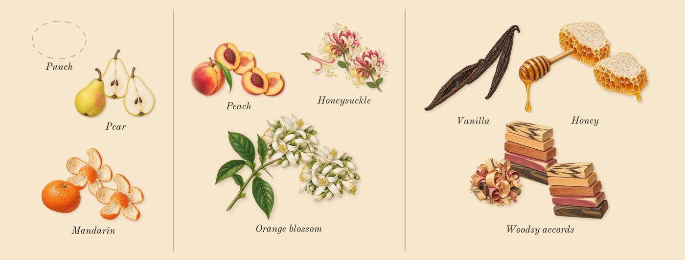 Honey’s scent picture, a draft: pear, mandarin, honeysuckle, orange blossom, peach, honey drawn so far; dashed outlines where nothing is drawn yet