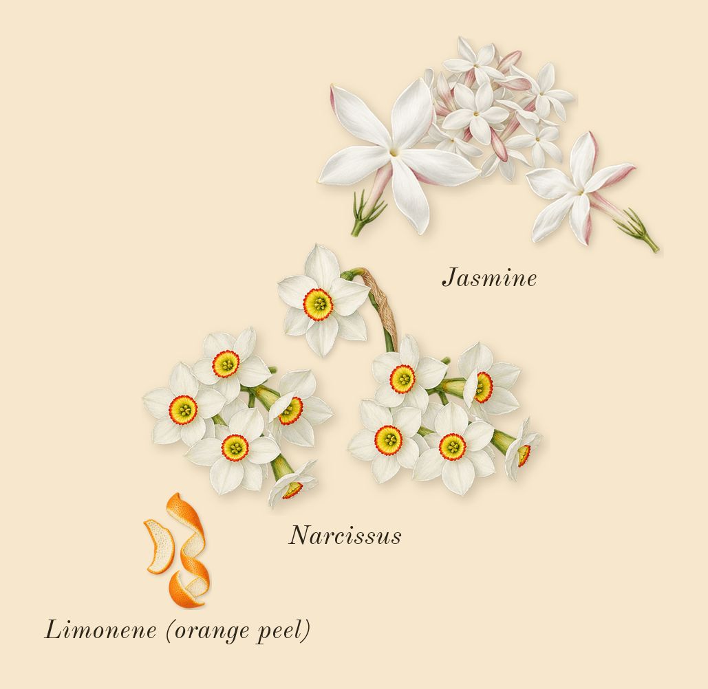 Perfect Intense, top notes: Narcissus, Jasmine, Limonene (orange peel)