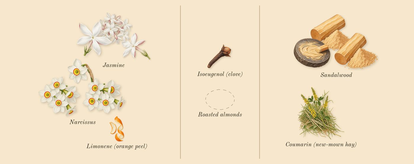 Perfect Intense’s scent picture, a draft: narcissus, jasmine, sandalwood, coumarin (new-mown hay), limonene (orange peel), isoeugenol (clove) drawn so far; dashed outlines where nothing is drawn yet