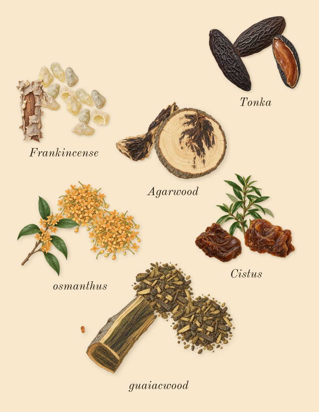 Material, dry-down: guaiacwood, Agarwood, osmanthus, Frankincense, Cistus, Tonka