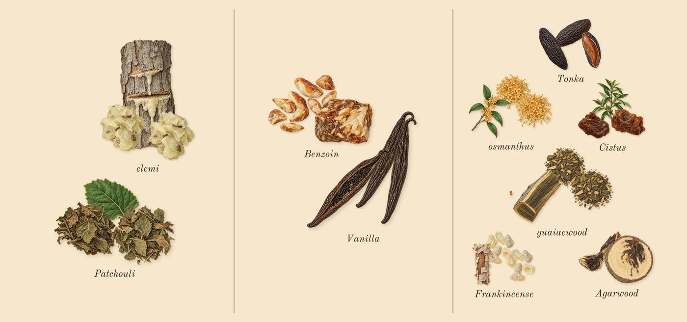 Material’s scent picture, a draft: elemi, patchouli, vanilla, benzoin, guaiacwood, agarwood drawn so far; dashed outlines where nothing is drawn yet
