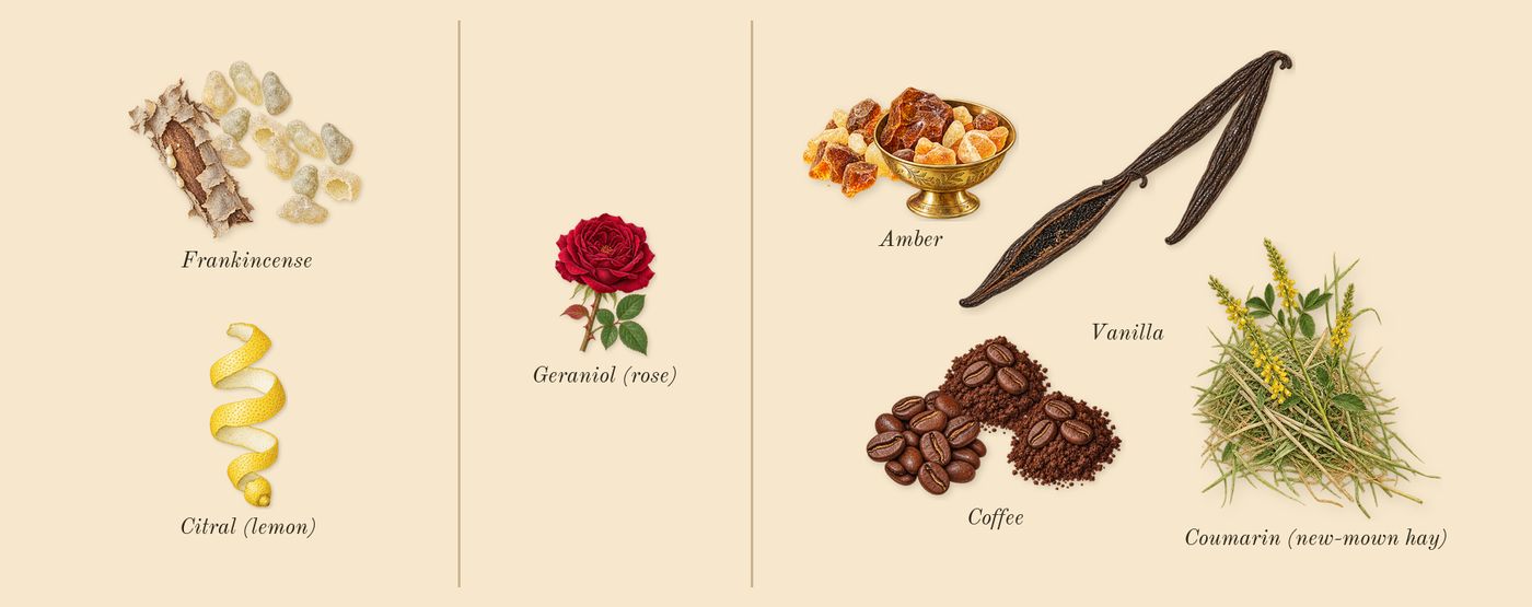 Encens Suave’s scent picture, a draft: frankincense, amber, coffee, vanilla, coumarin (new-mown hay), citral (lemon) drawn so far; dashed outlines where nothing is drawn yet