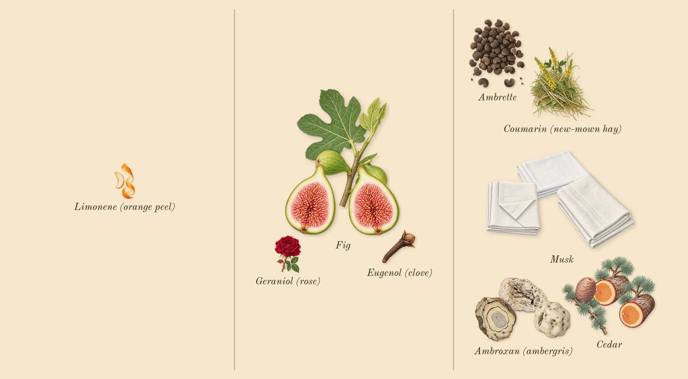 Parisian Musc’s scent picture, a draft: ambrette, cedar, musk, ambroxan (ambergris), fig, coumarin (new-mown hay) drawn so far; dashed outlines where nothing is drawn yet