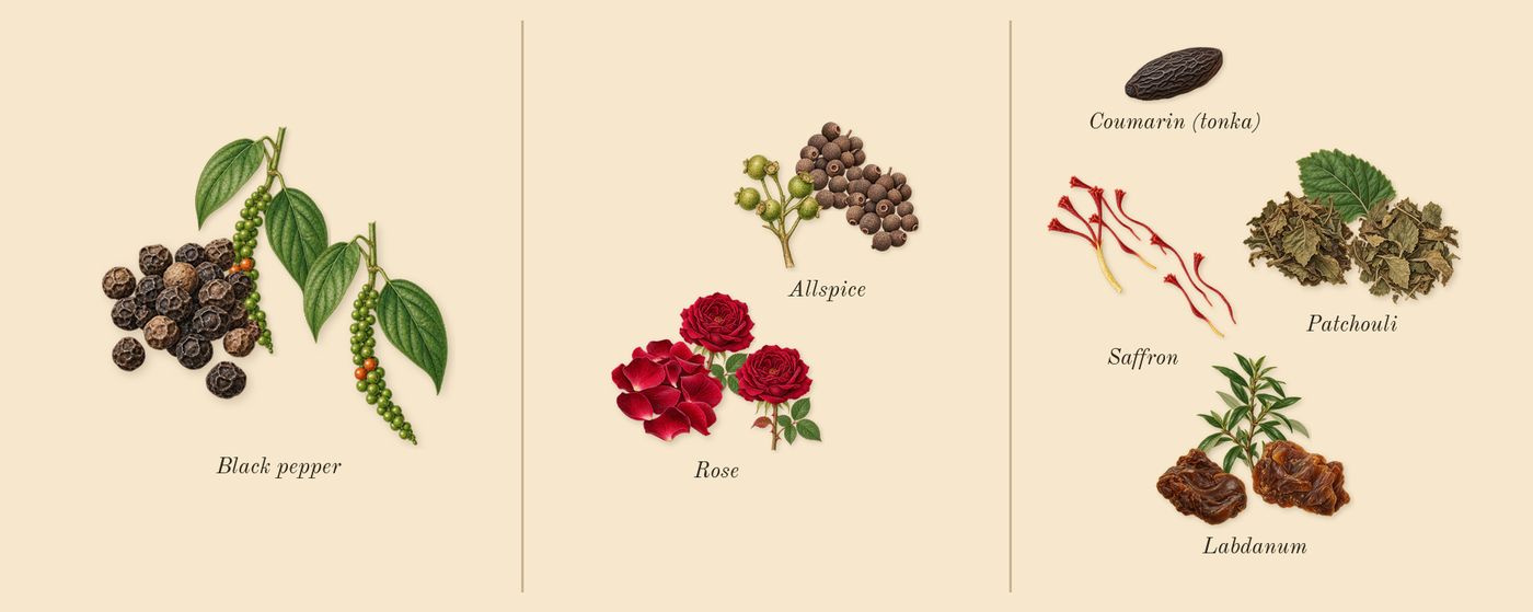 Radical Rose’s scent picture, a draft: rose, saffron, black pepper, patchouli, labdanum, allspice drawn so far; dashed outlines where nothing is drawn yet