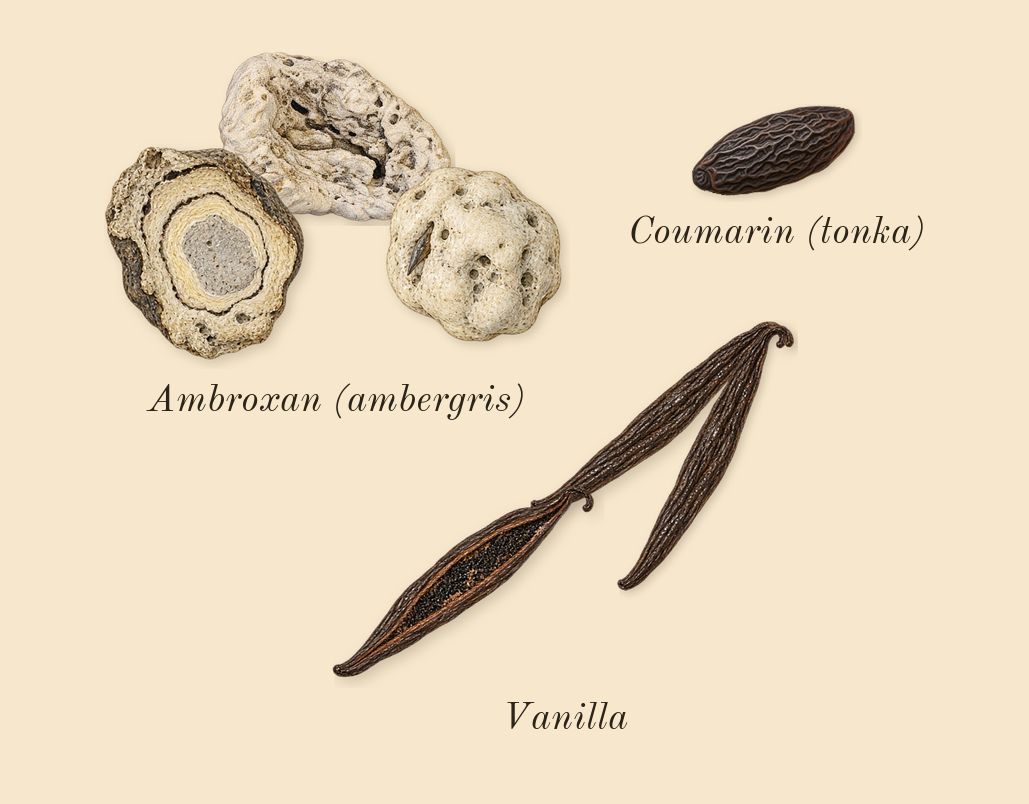 Vanilla Powder, dry-down: Vanilla, Ambroxan (ambergris), Coumarin (tonka)