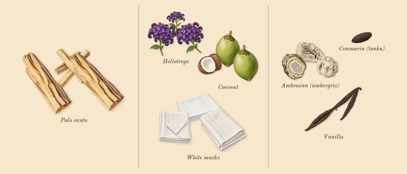 Vanilla Powder’s scent picture, a draft: vanilla, palo santo, coconut, white musks, heliotrope, ambroxan (ambergris) drawn so far; dashed outlines where nothing is drawn yet