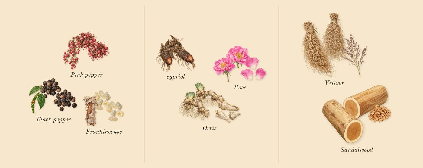 Meander’s scent picture, a draft: frankincense, pink pepper, black pepper, orris, rose, cypriol drawn so far; dashed outlines where nothing is drawn yet