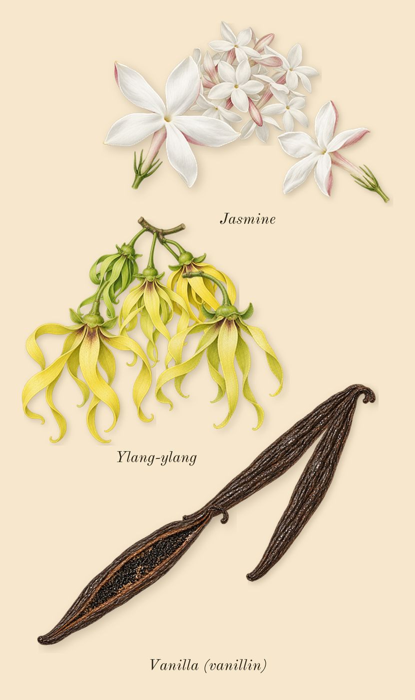 Cap Camarat, heart: Ylang-ylang, Jasmine, Vanilla (vanillin)