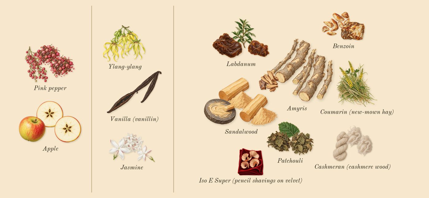 Cap Camarat’s scent picture, a draft: pink pepper, apple, ylang-ylang, jasmine, vanilla (vanillin), sandalwood drawn so far; dashed outlines where nothing is drawn yet