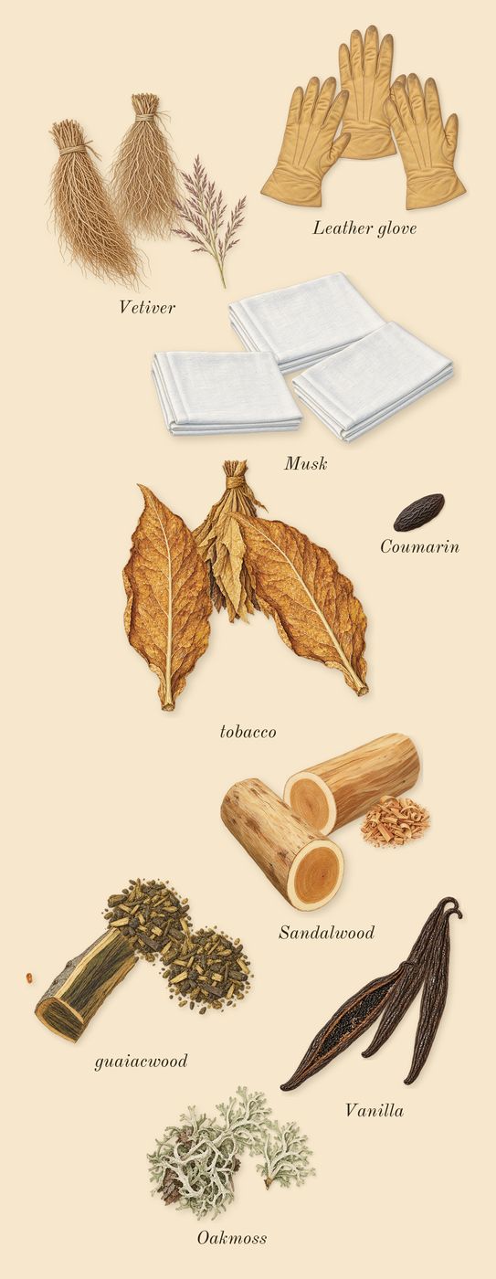 Memoir Man, dry-down: Sandalwood, Vetiver, guaiacwood, Vanilla, Musk, Oakmoss, Leather glove, tobacco, Coumarin