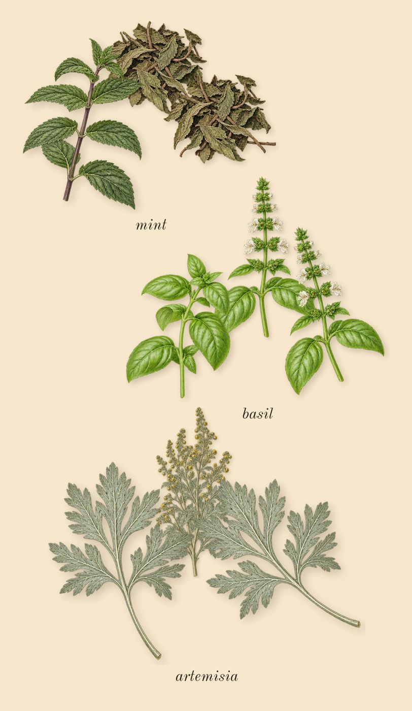 Memoir Man, top notes: artemisia, basil, mint