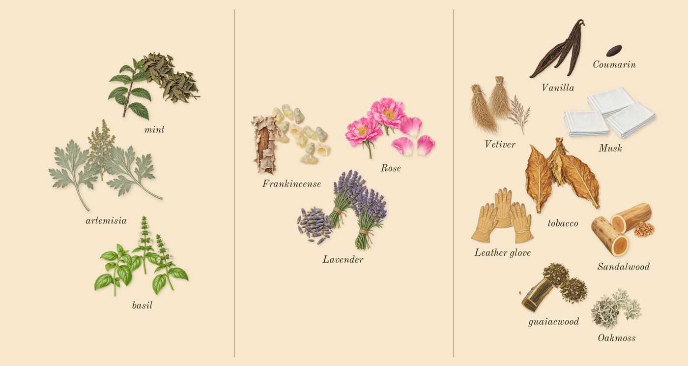 Memoir Man’s scent picture, a draft: artemisia, basil, mint, rose, frankincense, lavender drawn so far; dashed outlines where nothing is drawn yet