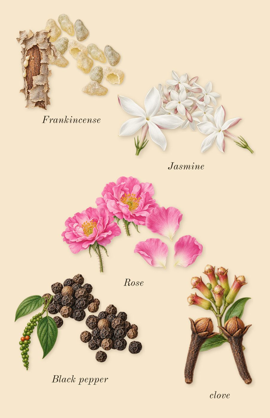 Memoir Woman, heart: Black pepper, clove, Rose, Jasmine, Frankincense