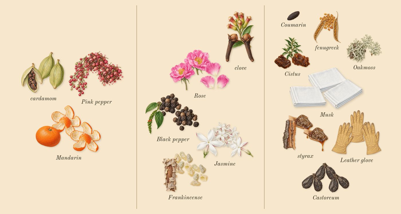 Memoir Woman’s scent picture, a draft: mandarin, cardamom, pink pepper, black pepper, clove, rose drawn so far; dashed outlines where nothing is drawn yet