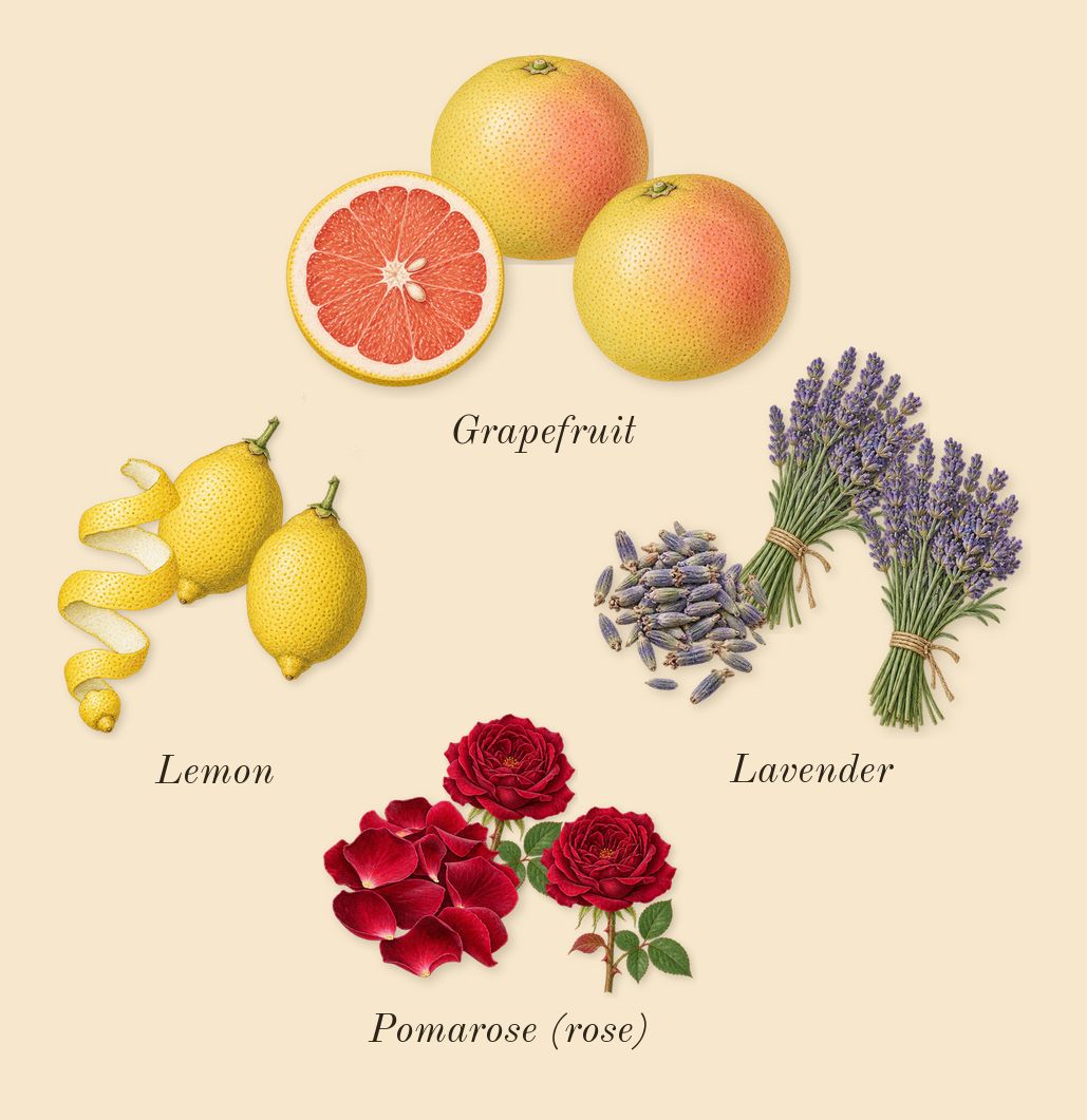 Parfum Pour Homme, top notes: Lemon, Grapefruit, Lavender, Pomarose (rose)