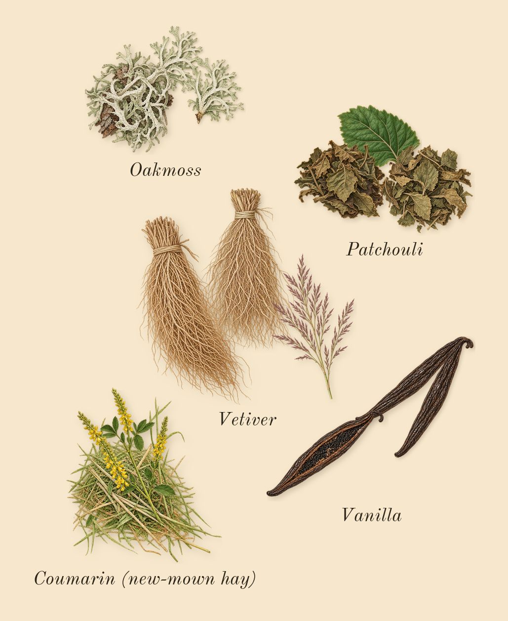 Wave, dry-down: Oakmoss, Vetiver, Patchouli, Vanilla, Coumarin (new-mown hay)