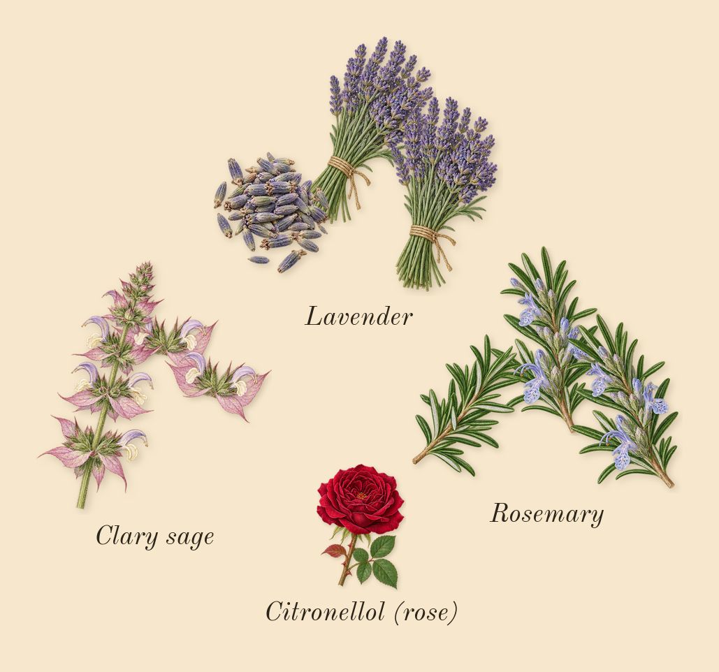 Wave, heart: Clary sage, Rosemary, Lavender, Citronellol (rose)